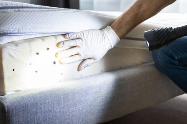 Best Local Pest Control Services  in Lovejoy, GA