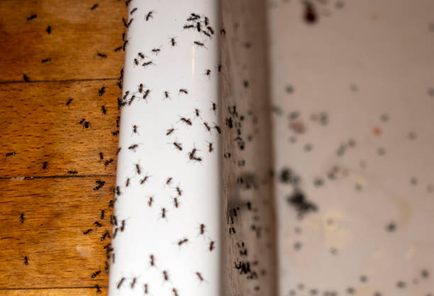 Best Best Pest Control Companies  in Lovejoy, GA