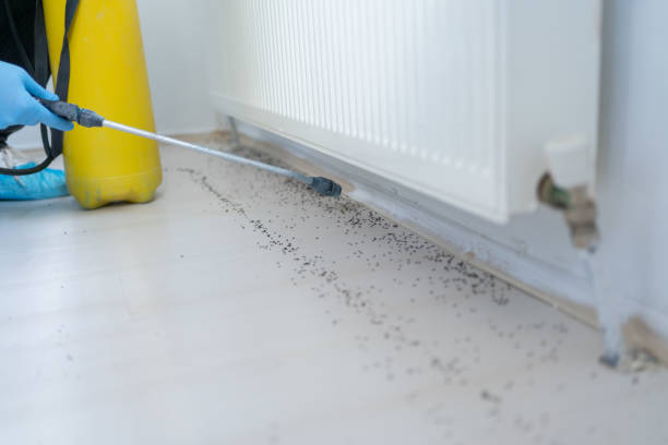 Best Insect Control  in Lovejoy, GA